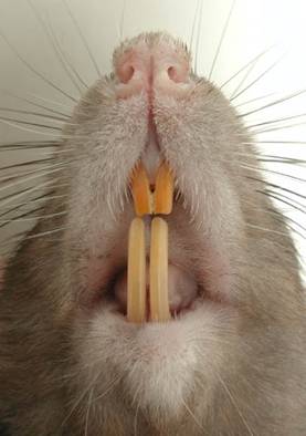 anatomy of rat teeth