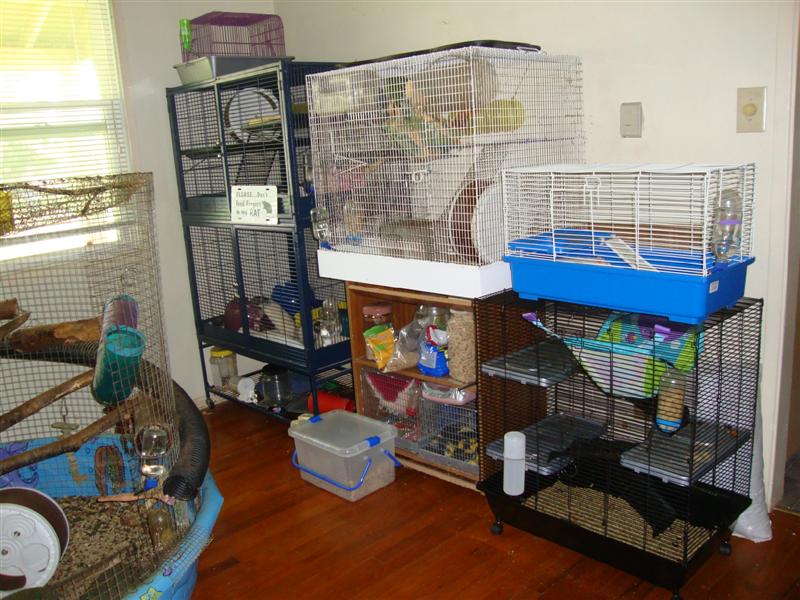 best rat cages