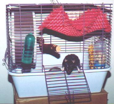 large rat cage for sale