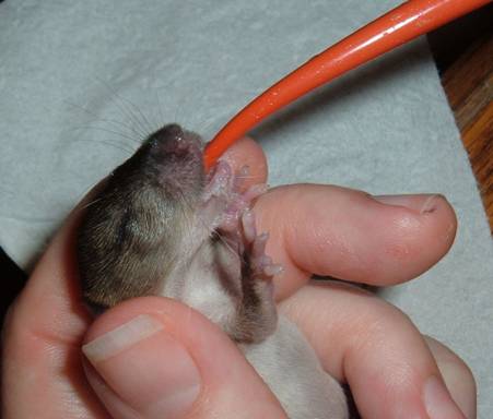when do baby rats get teeth